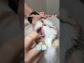 何かを飲み込んで呼吸が苦しそうな2歳のスコティッシュフォールド動物病院にやって来た!