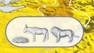 Migración animal: las especies y el cambio climático | Visión futuro