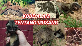 Ternyata ini dia kalau mimpi musang