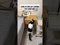 Look at the naughty cat not listening to his mother's words 🤣 #lol #adorable #cat #catlover #shorts