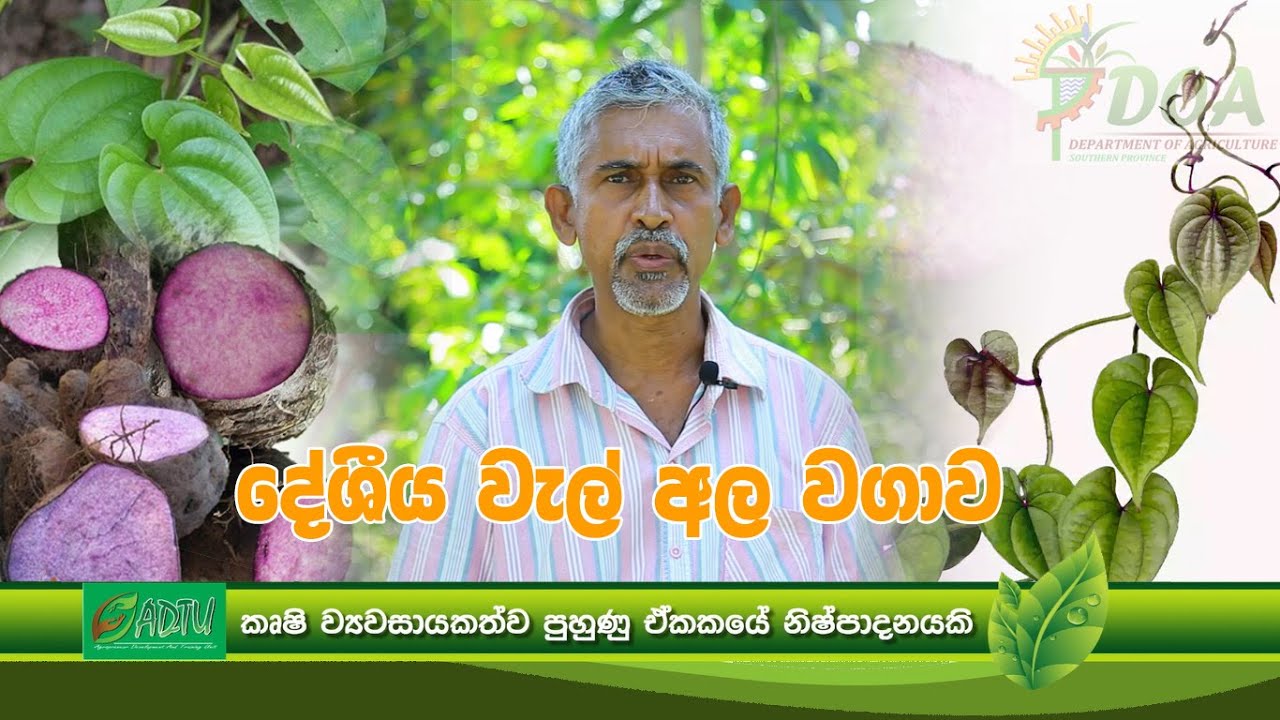 දේශීය වැල් අල වගාව