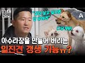 "감자야 같이 살고 싶어?" 거실을 아수라장으로 만드는 '일진견' 갱생 솔루션 가능ㅠ?! | 개와 늑대의 시간2 19 회