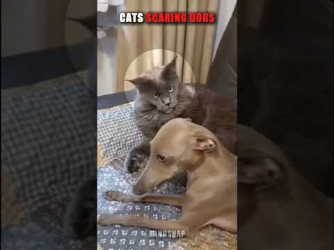 Cats Scaring Dogs p3