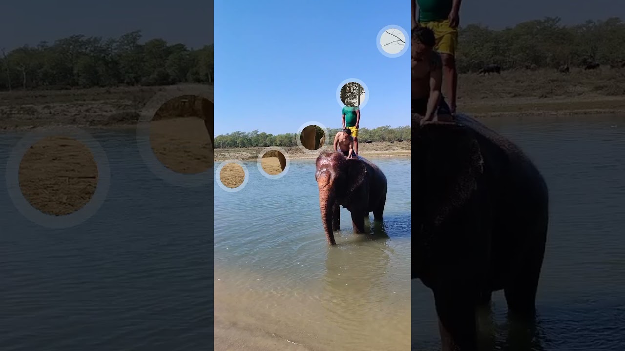 amazing facts about elephant