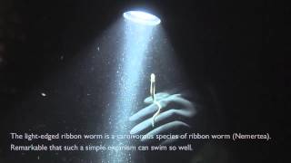 Worm Lunacy? Light-Edged Ribbon Worm And Nereis Worms On Night Dive