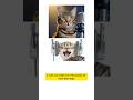 The Hidden Lives of Cats | 10 Facts That'll Wow You