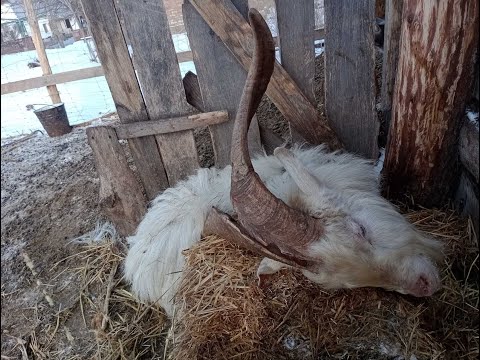 ПАРАЛИЧ У КОЗЛА. В ЧЕМ ПРИЧИНА?