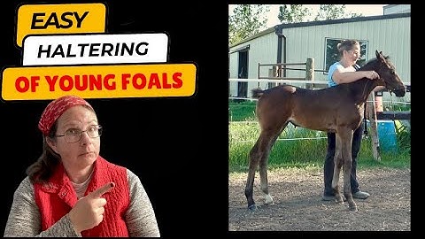 An Essential Step to Halter Training Success with Foals | Part II