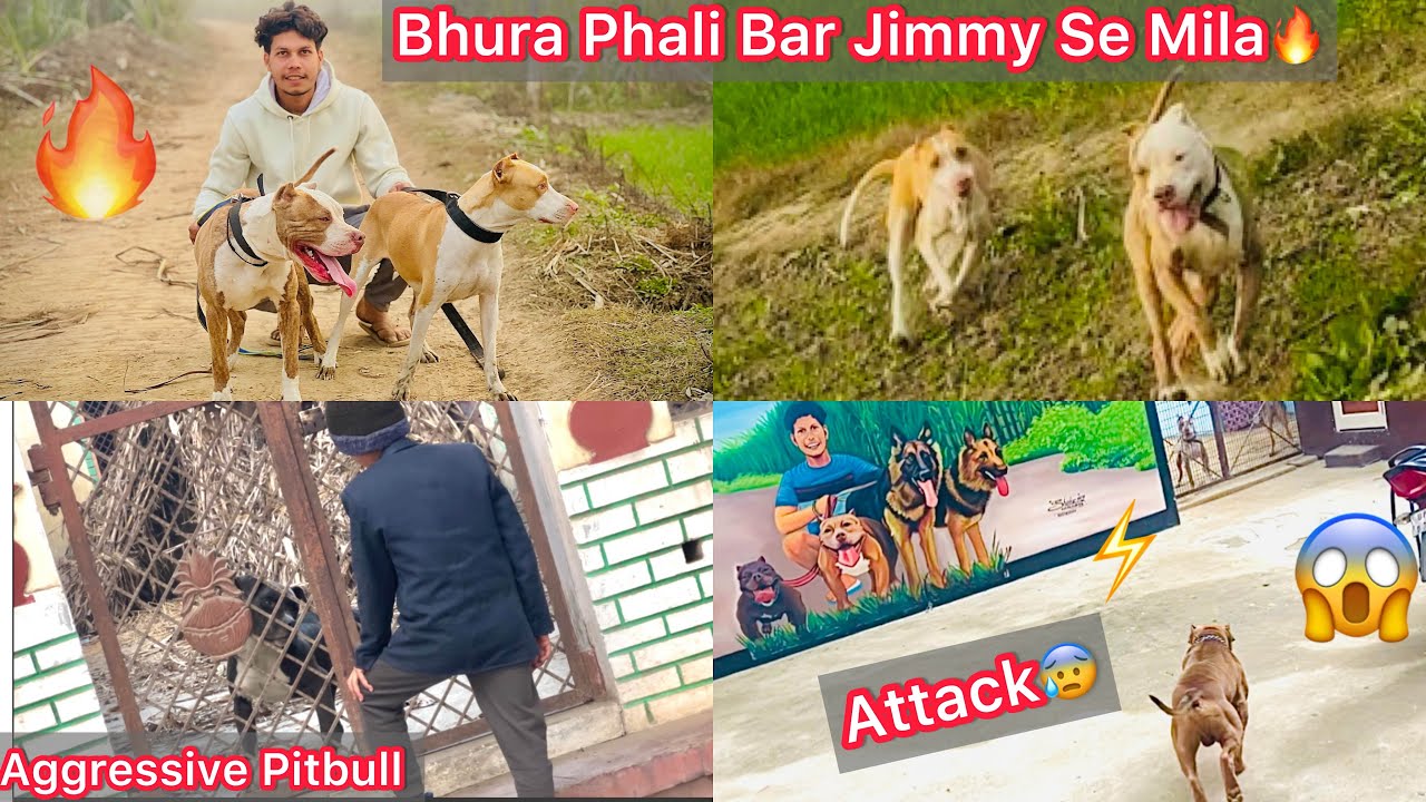 aggressive-pitbull-ek-bacha-ka-dost-ban-gya-bhura-ko-jimmy-se