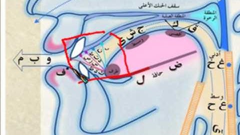 الوحدة الخامسة (اللسان) - مقرر مهارات تلاوة القرآن الكريم