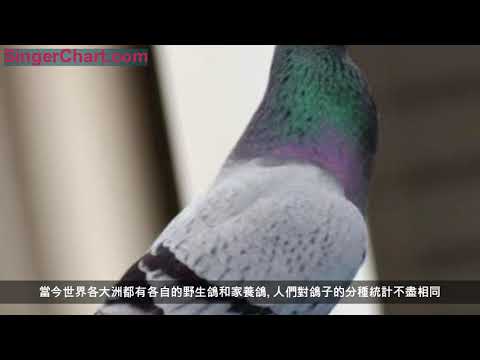 鴿子的簡介