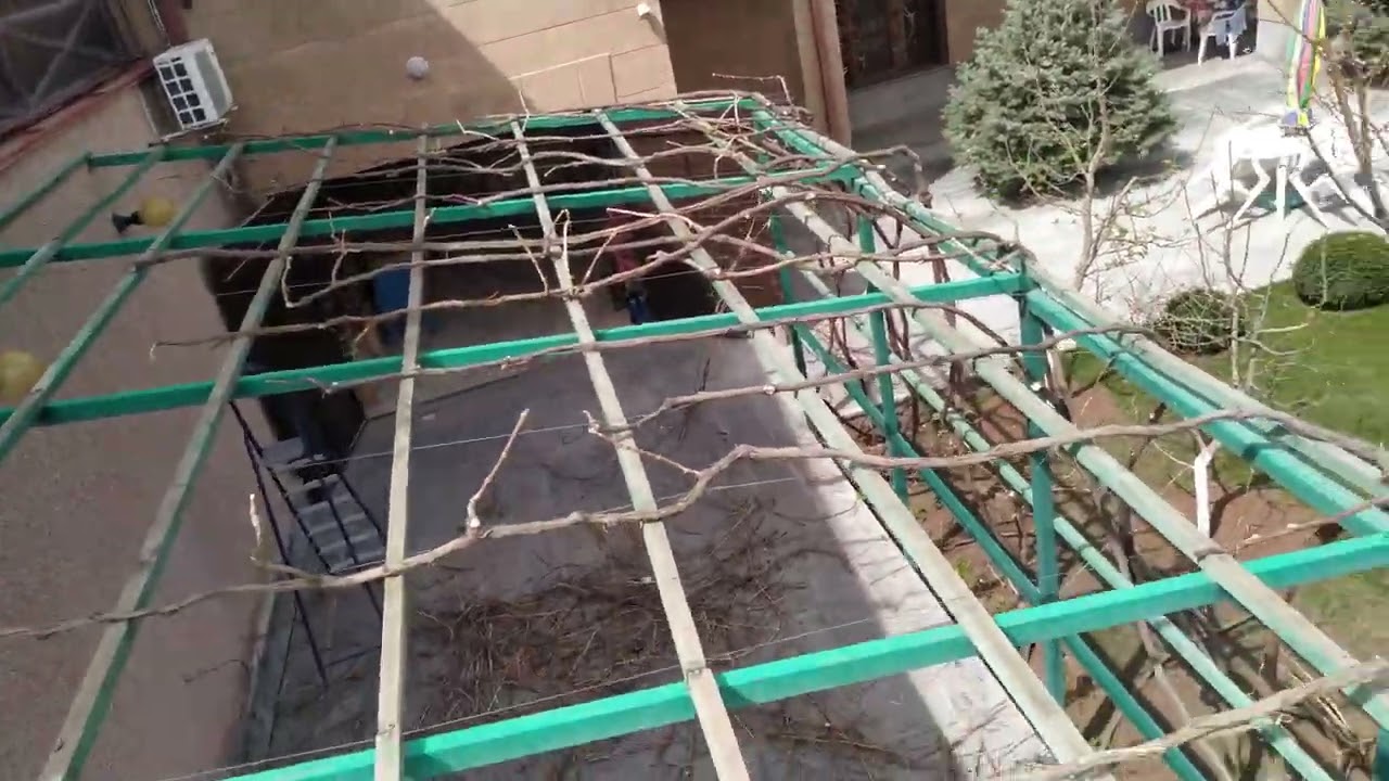 խաղողի թարմայի և էտի մասին