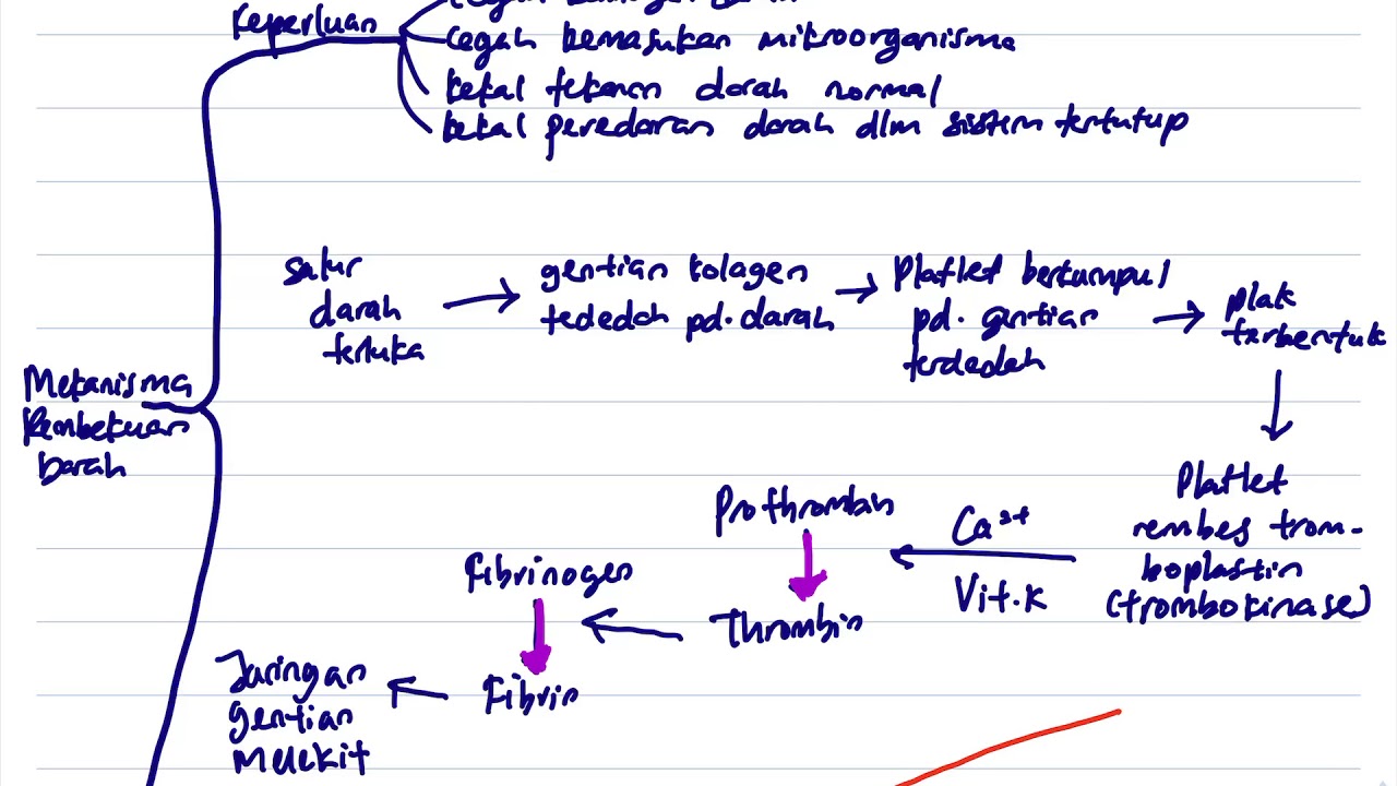 Mekanisme pembekuan darah