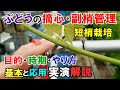 ぶどうの摘心・副梢管理 目的・時期・やり方 基本と応用についての解説と実演