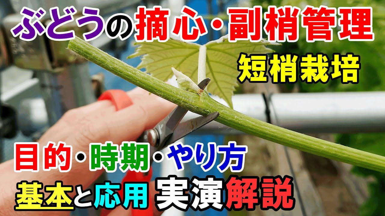 ぶどうの摘心・副梢管理　目的・時期・やり方　基本と応用についての解説と実演