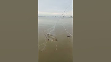 giăng lưới cá rô đồng mùa nước nổi #giangluoi#muanuocnoi#ngocletv#