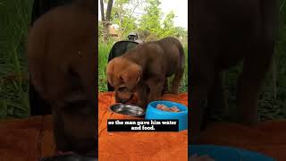 Cute puppy abandoned inside a basket ? shorts