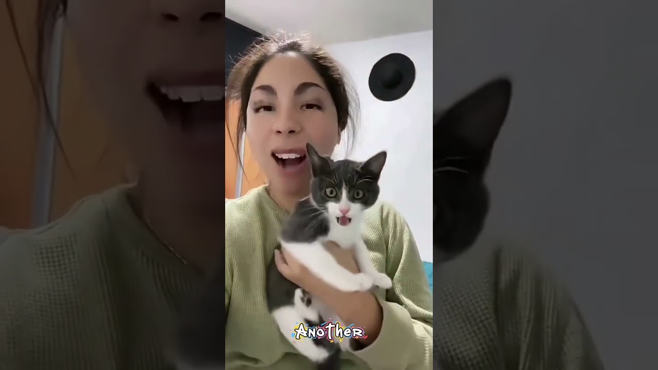 "Curious Cats Explore the World 🐾 | Funny Cat Moments, Cat Adventures & Cat Bonding Compilation"