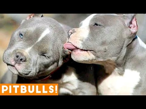 ultimate-pitbull-compilation-june-2018-|-cutest-funny-pitbull-videos-ever