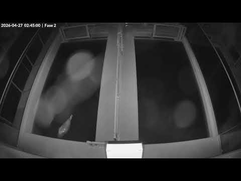 Seals live | Phase 2 @ WEC Lauwersoog, Netherlands (Stichting Zeehondencentrum Pieterburen)