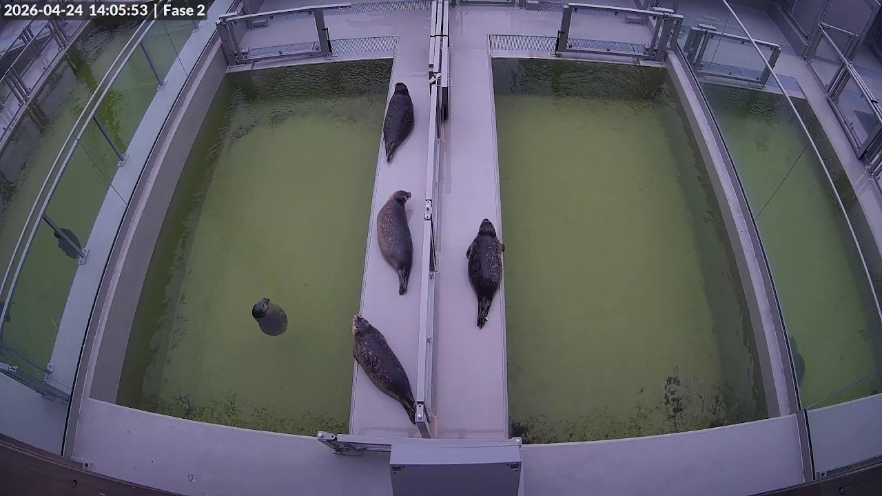 Seals live | Phase 2 @ WEC Lauwersoog, Netherlands (Stichting Zeehondencentrum Pieterburen)