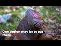 Recipe: How to cook iguana burritos