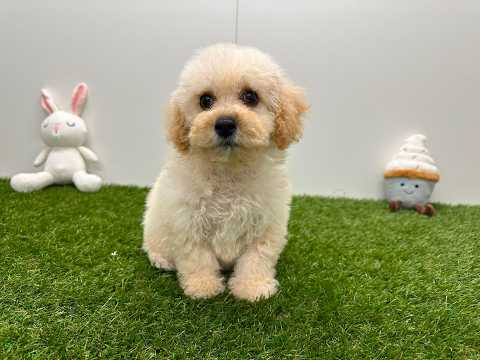 Video van Bichon Frise Male White - PUP-ID 033449015 | Dierenhof Debrabandere