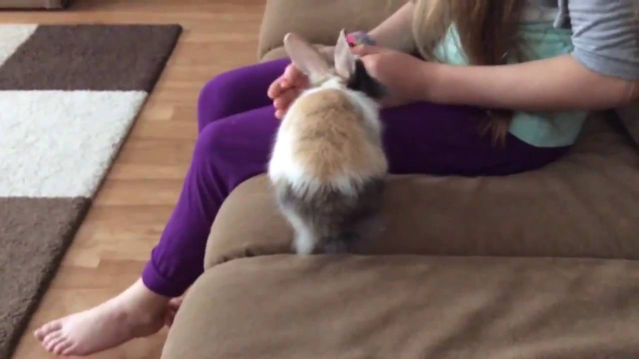 Усыпление кроликов на дому - YouTube