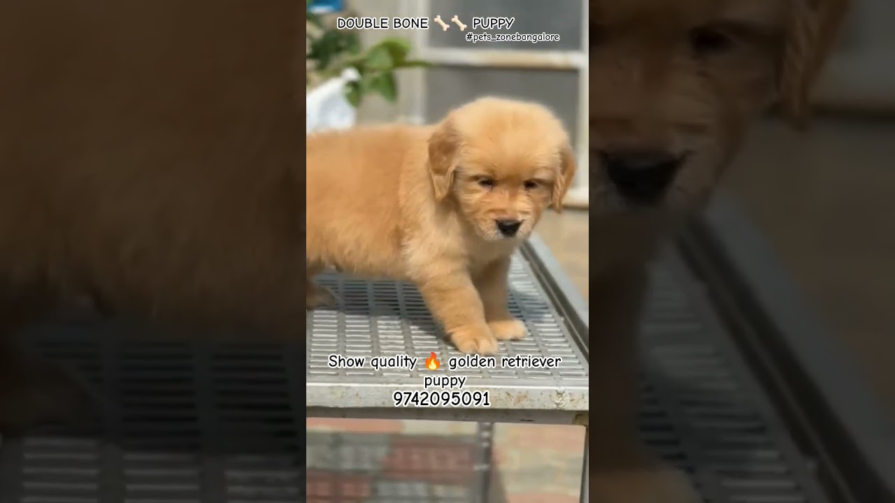 show quality 🔥 golden retriever puppies for sale in Bangalore 