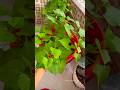 বারান্দা বাগানের মিষ্টি আলু গাছ ☘️#indoorplants  #belcony  #gardening #plants #shorts