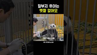 할부지 후야는 뱃짤 없어오! #송바오 #후이바오