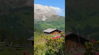 Flower Stock Footage | Garden | Nature 6 1 #shorts