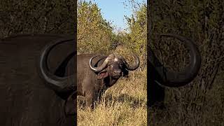 Cape Buffalo