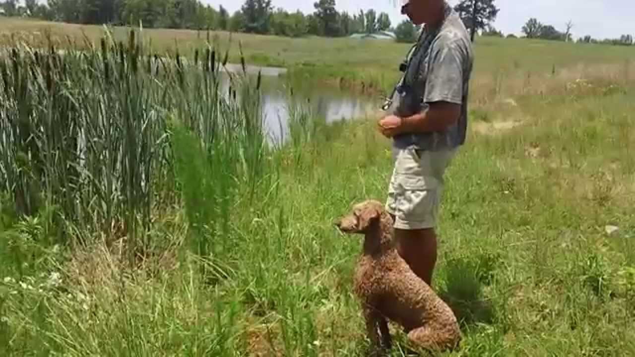 Louter Creek Hunting Poodle  \
