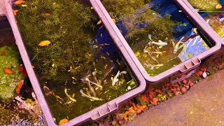 Natural Outdoor Setup Maintenance, Setup, Plus My New Guppy Strain is Lit!😱