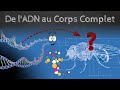 De ladn au corps complet la morphogense  passescience 33