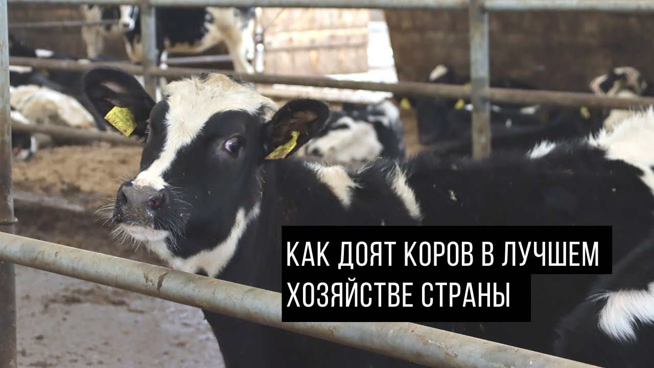 Доят сиськи машиной Доят сиськи машиной
