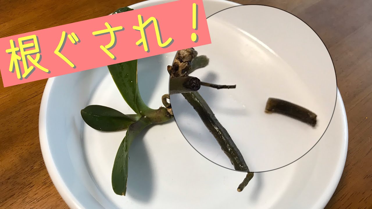 2月根。コメント欄から…寒さ対策の湯たんぽ・根腐れ防止の水やり。カトレア・胡蝶蘭・デンドロ・デンファレ・オンシジューム