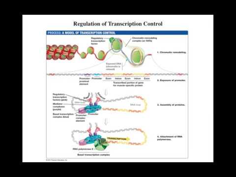 Lecture 2 Regulation of Transcription control - YouTube