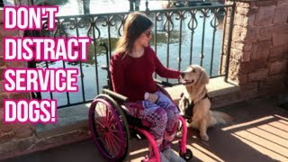 Service Dog at Disney: STOP PULLING HER TAIL! (12/6/18)