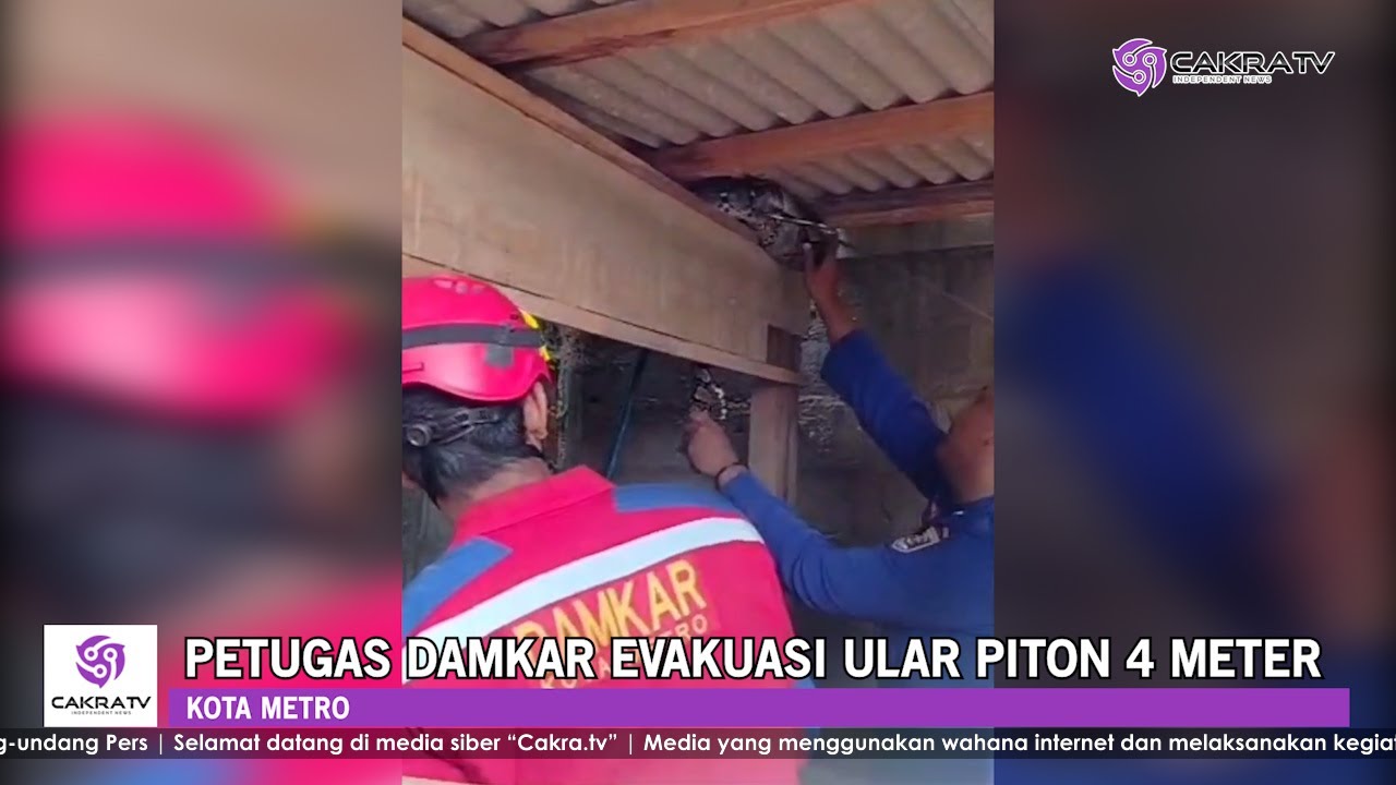 Petugas Damkar Evakuasi Ular Piton 4 Meter | CAKRA.TV