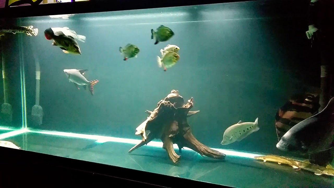 camera iphone 8 plus apk Another predatory tank update