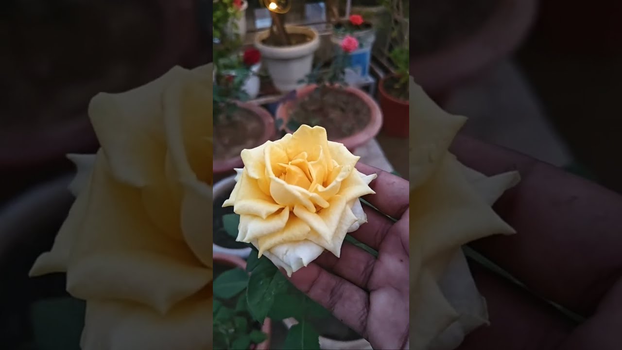 RV Garden is live! Rose care in winter