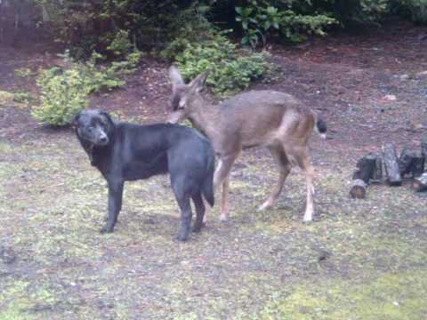 Deer fighting with my dog