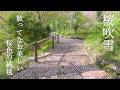 【京都】桜吹雪、花びらが積もる道。伊右衛門CMの舞台・善峯寺「人を喜ばせる桜」