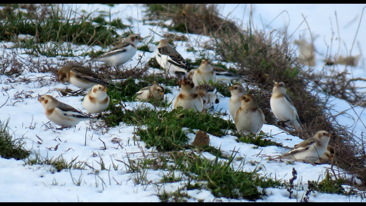 505. Sněhule severní, Snow Bunting, Plectrophenax nivalis, Schneeammer