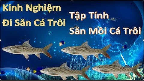 Tập Tính Cá Trôi Cách Ăn Mồi Và Thời Điểm Đi Câu Cá Trôi l Câu Cá TV