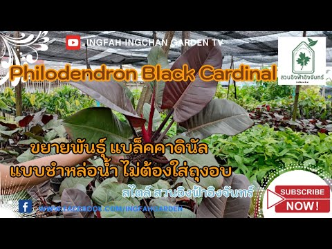 ขยายพันธุ์แบล็คคาดินัล สไตล์สวนอิงฟ้าอิงจันทร์by พ่อสุเชาว์