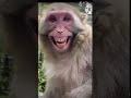 Laughing Monkey Bander Hasnevl Vala