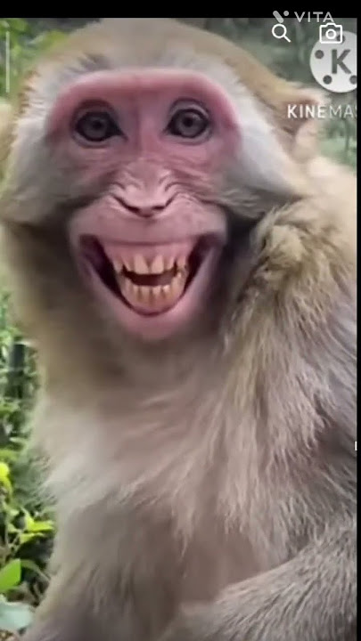 #laughing #monkey🙊🙊🙊🙊🙉🙈 #bander hasnevl vala